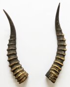 Blessbockhörner - Länge 36 cm