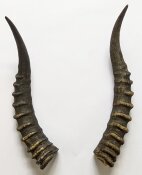 Blessbockhörner - Länge 36 cm
