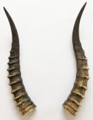 Blessbockhörner - Länge 36 cm