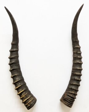 Blessbockhörner weiblich - Länge 33 cm