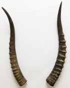 Blessbockhörner weiblich - Länge 39 cm