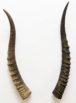 Blessbockhörner weiblich - Länge 39 cm