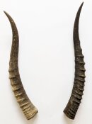 Blessbockhörner weiblich - Länge 39 cm