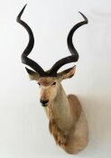 Kudu  Nr. 101