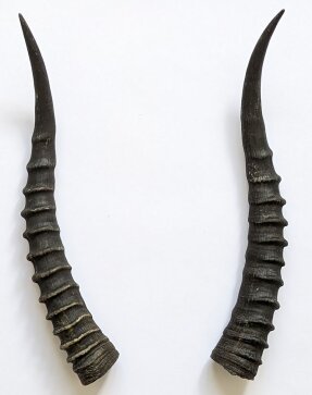 Blessbockhörner weiblich - Länge 33 cm