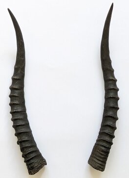 Blessbockhörner weiblich - Länge 34 cm