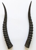 Blessbockhörner weiblich - Länge 34 cm