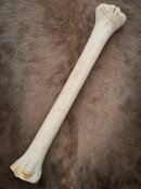 giraffe bone no. 5002 length 66 cm, weigth 2,3 kg