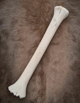 giraffe bone no. 5004 length 59 cm, weigth 1,8 kg