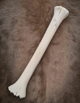 B-Ware Giraffenknochen Nr. 5004 - Länge 64 cm, Gewicht 1,8 kg