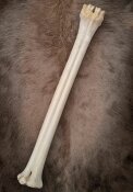 B-Ware Giraffenknochen Nr. 5005 - Länge 74 cm,...