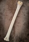 giraffe bone no. 5005 length 51 cm, weigth 1,2 kg