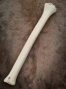 giraffe bone no. 5006 length 67 cm, weigth 2,2 kg