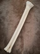 giraffe bone no. 5006 length 67 cm, weigth 2,2 kg