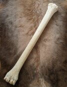 giraffe bone no. 5007 length 66 cm, weigth 2,4 kg