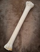 giraffe bone no. 5007 length 73 cm, weigth 2,8 kg