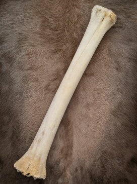 B-Ware Giraffenknochen Nr. 5008 - Länge 60 cm, Gewicht 1,8 kg