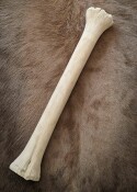 B-Ware Giraffenknochen Nr. 5008 - Länge 58 cm,...