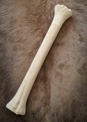 giraffe bone no. 5008 length 58 cm, weigth 1,6 kg