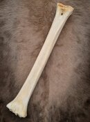 giraffe bone no. 5008 length 60 cm, weigth 1,8 kg