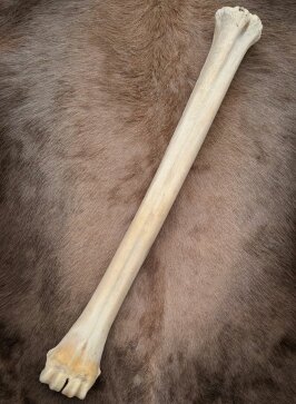 B-Ware Giraffenknochen Nr. 5011 - Länge 75 cm, Gewicht 3,3 kg