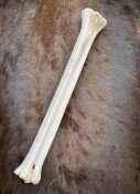 giraffe bone no. 5011 length 75 cm, weigth 2,3 kg