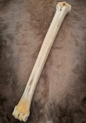 giraffe bone no. 5011 length 62 cm, weigth 1,9 kg