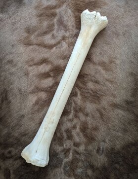 giraffe bone no. 5012 length 59 cm, weigth 2,1 kg