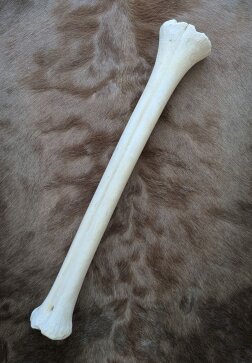B-Ware Giraffenknochen Nr. 5013 - Länge 59 cm, Gewicht 1,6 kg
