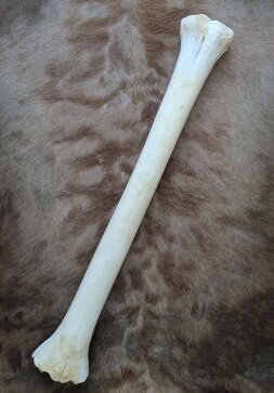 B-Ware Giraffenknochen Nr. 5015 - Länge 69 cm, Gewicht 2,5 kg