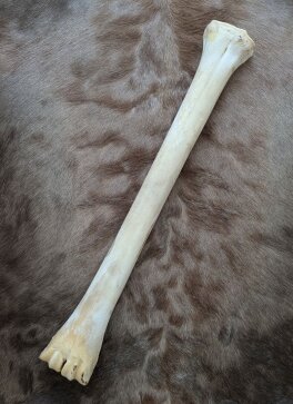 giraffe bone no. 5016 length 65 cm, weigth 2,1  kg