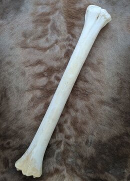 B-Ware Giraffenknochen Nr. 5018 - Länge 71 cm, Gewicht 2,9 kg