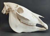 Zebraschädel vom Steppenzebra Nr. 2154