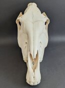 Zebraschädel vom Steppenzebra Nr. 2154