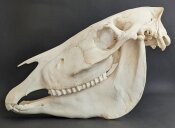 Zebraschädel vom Steppenzebra Nr. 2154