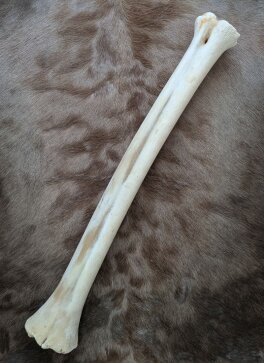 B-Ware Giraffenknochen Nr. 5021 - Länge 68 cm, Gewicht 2,6 kg