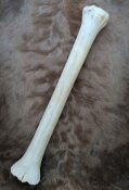 giraffe bone no. 5022 length 70 cm, weigth 3,3 kg