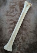 giraffe bone no. 5022 length 70 cm, weigth 3,3 kg