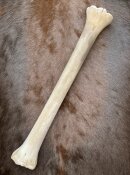 giraffe bone no. 5025 length 62 cm, weigth 1,8 kg