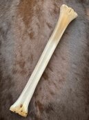 giraffe bone no. 5025 length 61 cm, weigth 2,0 kg