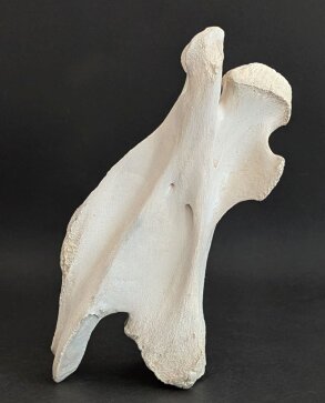 Giraffenhalswirbel Nr. 5032