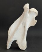 Giraffenhalswirbel Nr. 5032