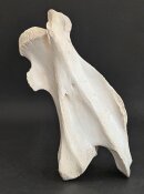 Giraffenhalswirbel Nr. 5032