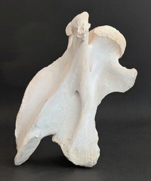 Giraffenhalswirbel Nr. 5034