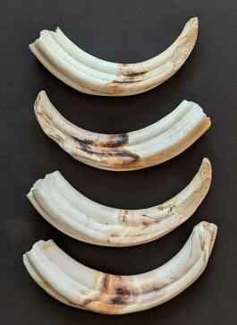 4er-Set Warzenschweinzähne für Messergriffe Nr. 6005