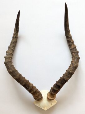 Impalahörner mit Schädelplatte Nr. 230