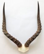 Impalahörner mit Schädelplatte Nr. 231