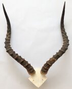 Impalahörner mit Schädelplatte Nr. 232