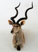 Kudu  Nr. 85