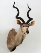 Kudu  Nr. 85